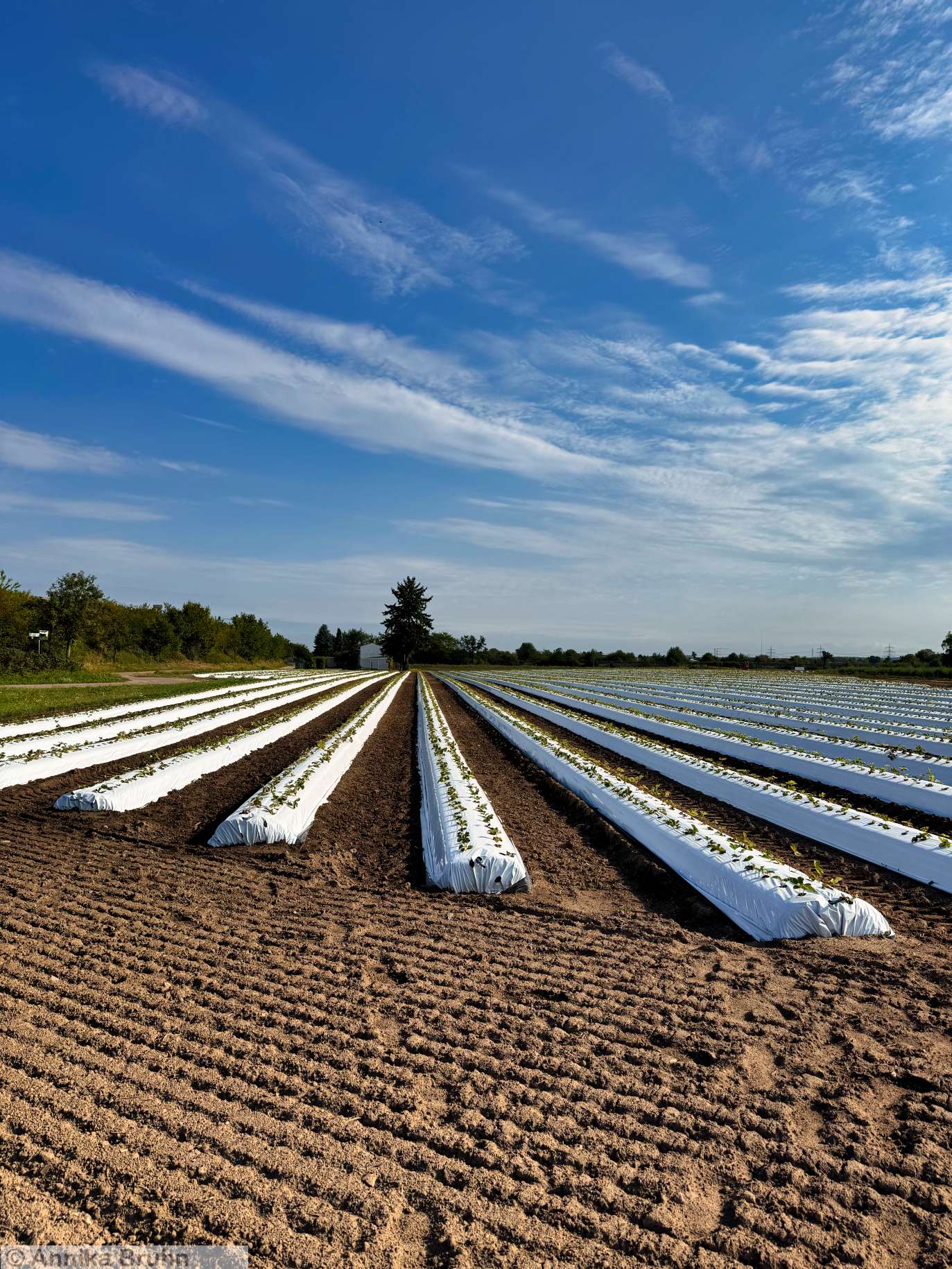 Erdbeeren so weit das Auge riecht